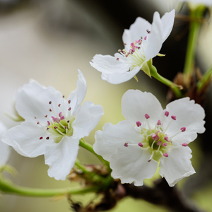日本近亲乱伦自拍
